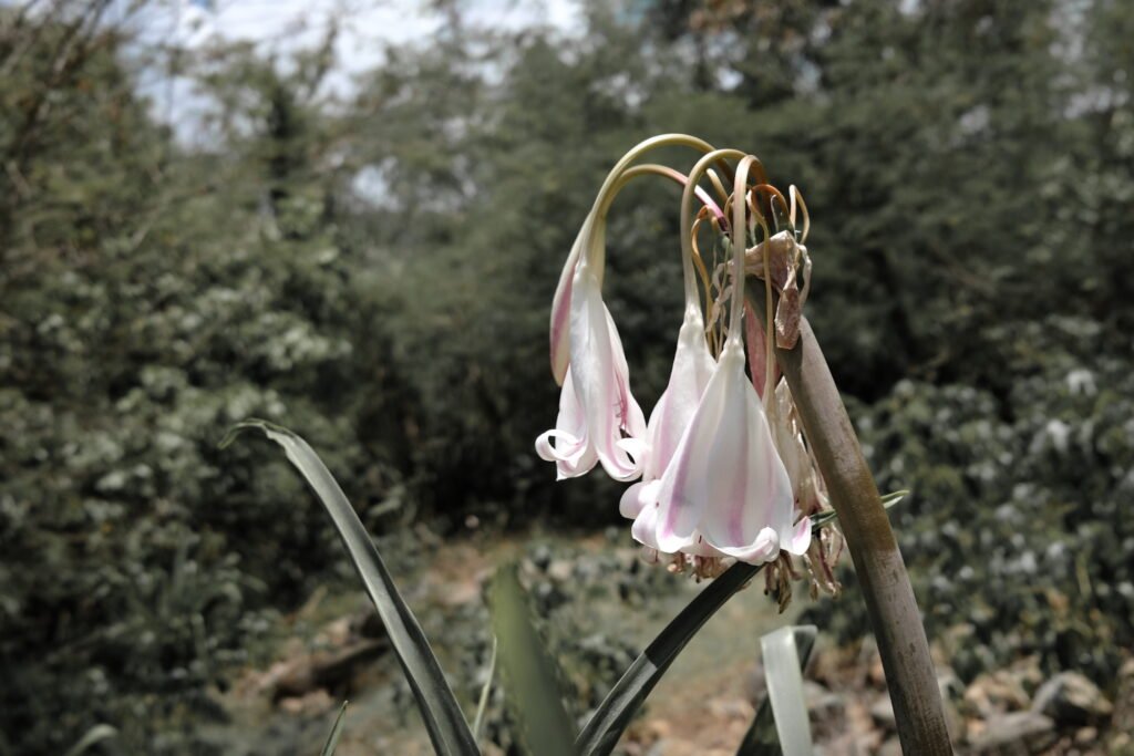 A close-up of a pink and white flower wilting and drooping with age in a soft focus natural outdoor setting.