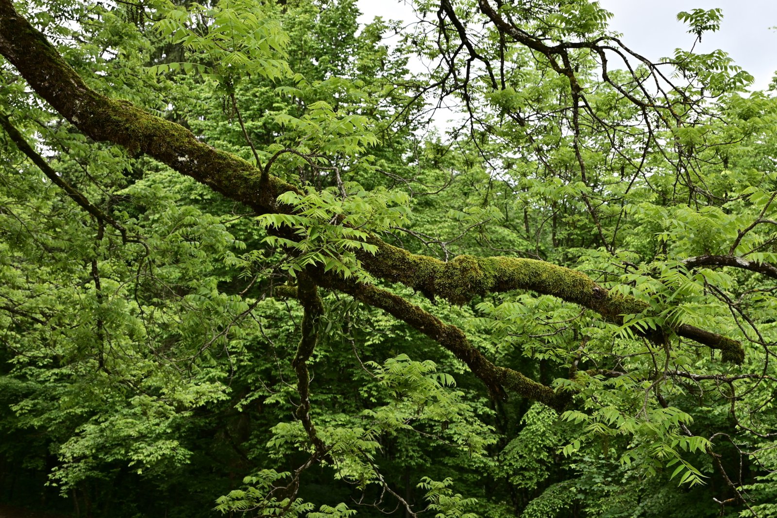 The Healing Canopy:  An Introduction to Forest Bathing