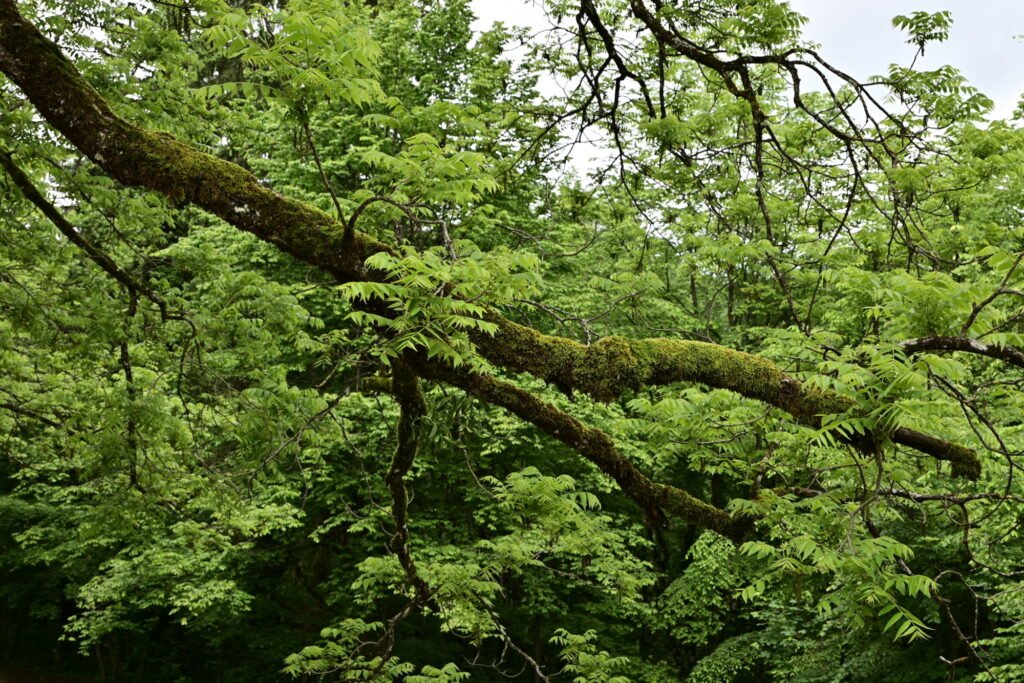 Green moss grows on a  large tree limb hanging at a horizontal angle in a lush forest with a dense wall of green foliage in the background.