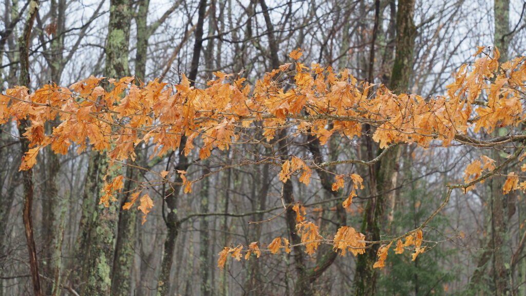 A horizontal branch with brown and withered leaves in winter, with a forest of bare trees in the background.