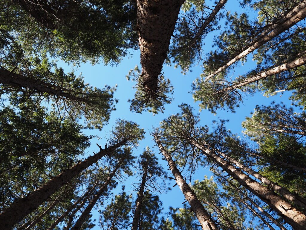 A view looking straight up at the overhead canopy of evergreen pine trees with blue sky in the background.