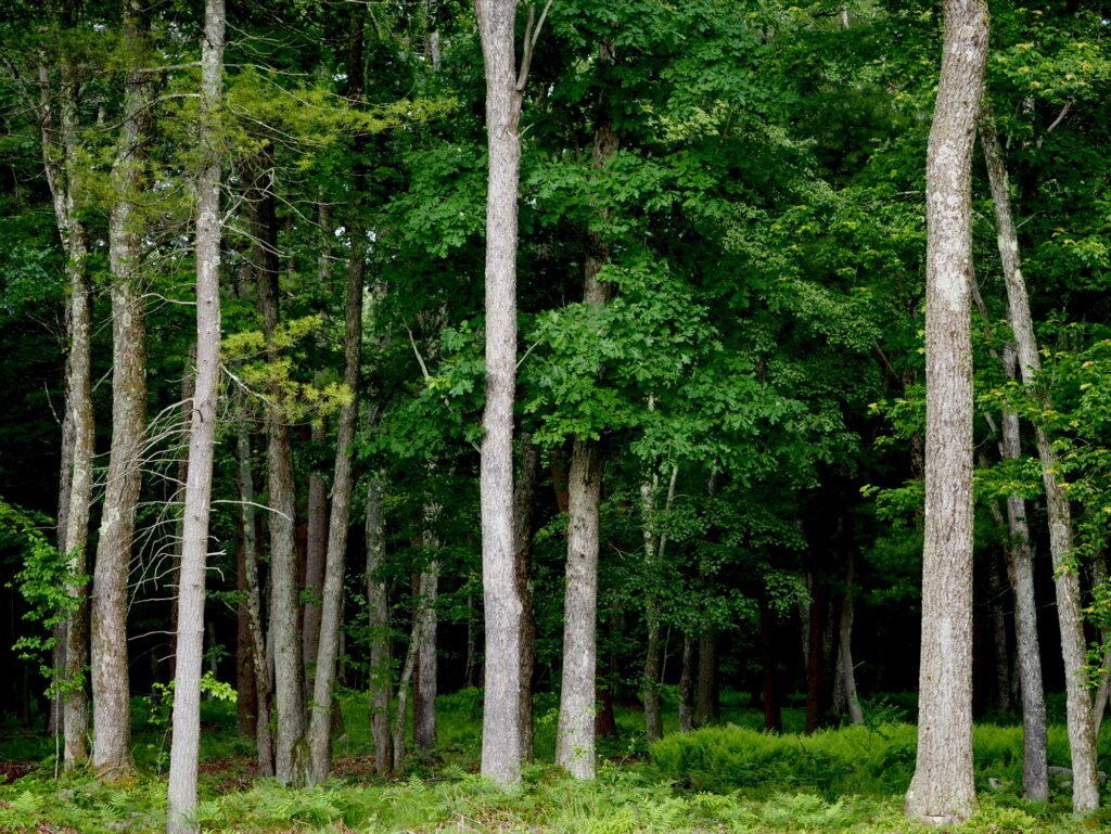 A wall of tree trunks and dense green foliage in a thick forest with ferns growing on the forest floor.