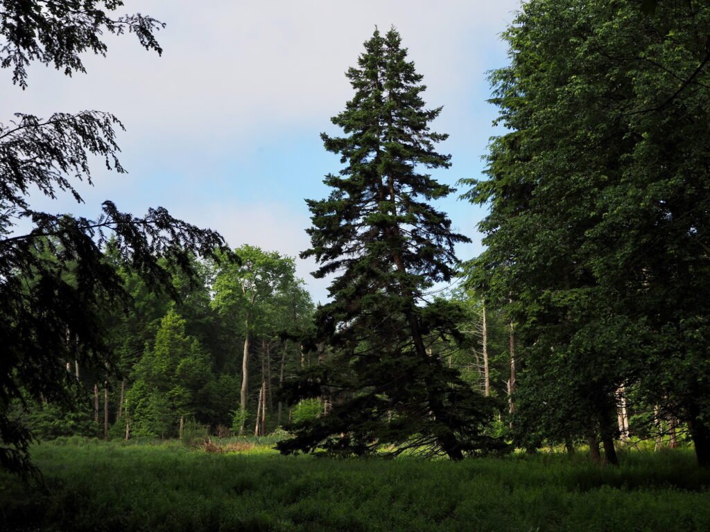 A tall curving pine tree in a dense forest, contrasting with the straight trees surrounding it.