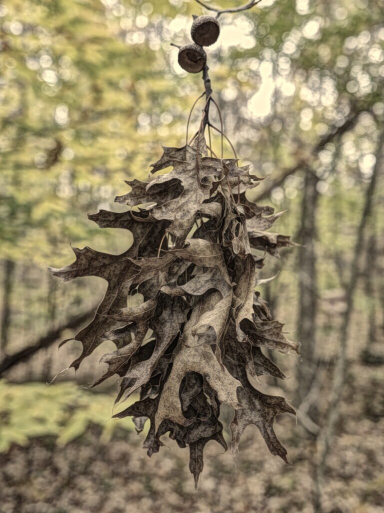Curled dry and brown weathered autumn leaves with rough texture hang from a tree branch with the fading green of a fall forest in the blurred background.