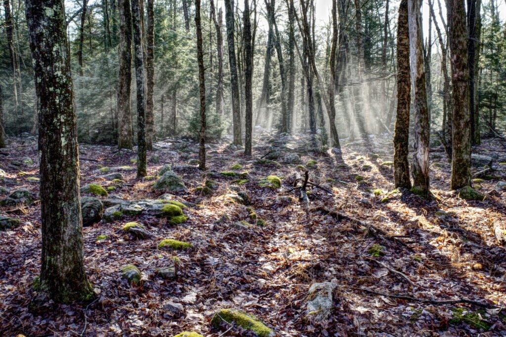 Rays of soft afternoon sunlight filter through pines to the rocky forest floor.
