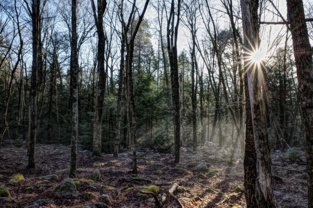 A forest scene with bare trees and evergreen in autumn with a late afternoon sunstar shine light down on the rocky forest floor.