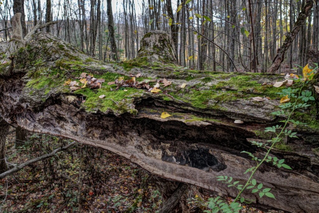 Green moss grows on an old fallen weathered tree trunk with the bare trees of an autumn forest in the background.