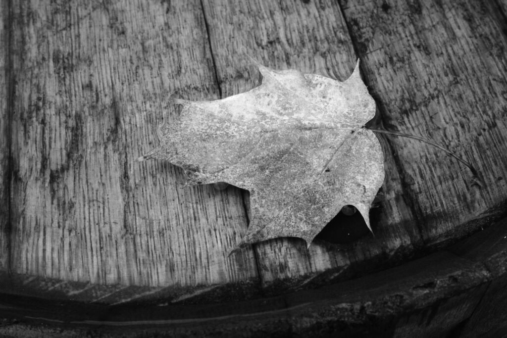 A black and white image of a single dry and brown fallen leaf resting on a weathered and textured wood surface.