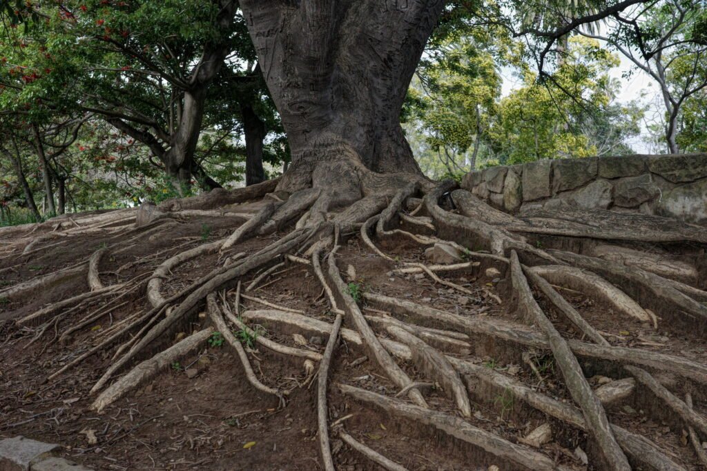A thick tree trunk on a mound of dirt next to a stone wall in a park setting, with exposed roots covering the ground in a haphazard fashion.