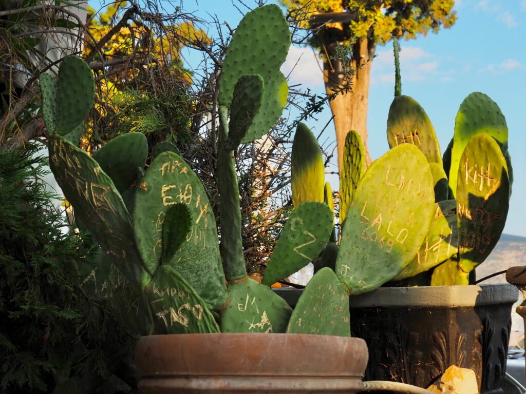 Potted paddle cactus plants in Athens, Greece, with graffiti comprised of letters, words and names carved into the paddle segments of the plants.