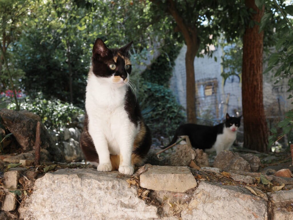Black and white community cats in Anafiotika.  One is sitting on an old crumbling stone wall and a second is in the background looking at the camera.