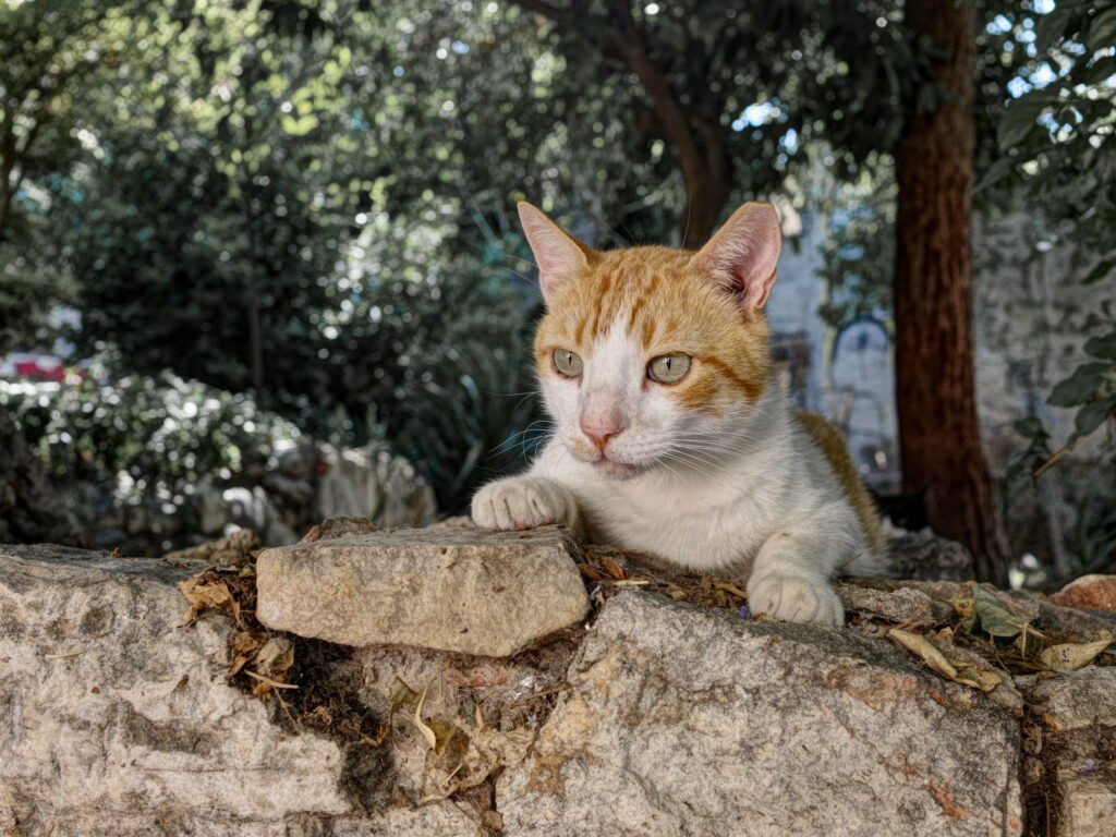 A photogenic white and brown community cat laying on an old crumbling stone wall in Anafiotika.