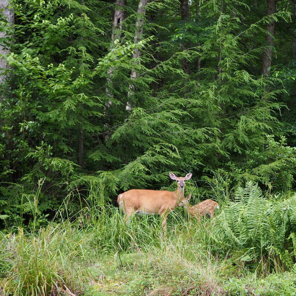 A doe and a fawn standing at the edge of a dense line of pine trees in a forest.