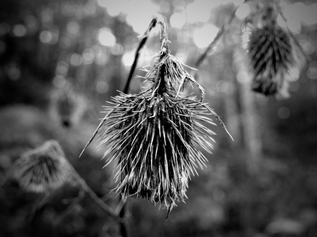Black and white image of dried and drooping Bull Thistle plant with sharp textured thorns, and a blurred background with white bokeh balls.