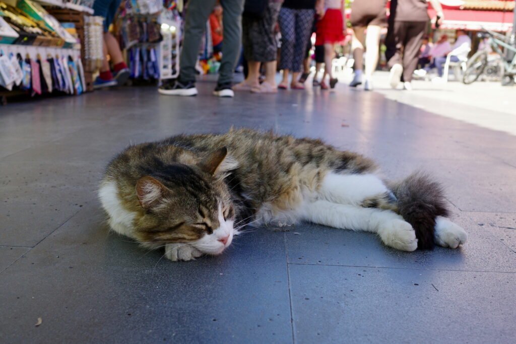 A cat with black, brown, and white fur sleeping on the ground in the middle of a busy outdoor market in Kusadasi, Turkey.  Legs and feet of many people shopping can be seen in the background.
