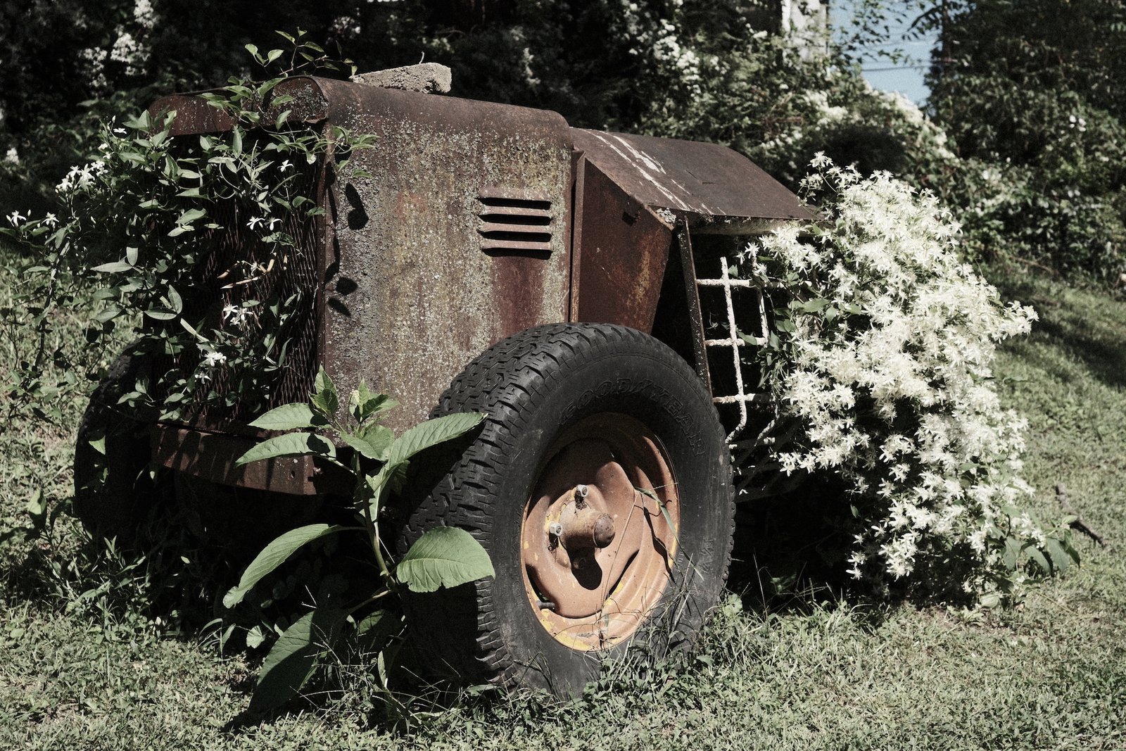 The Architecture of Time:  When Nature Reclaims Human Artifacts