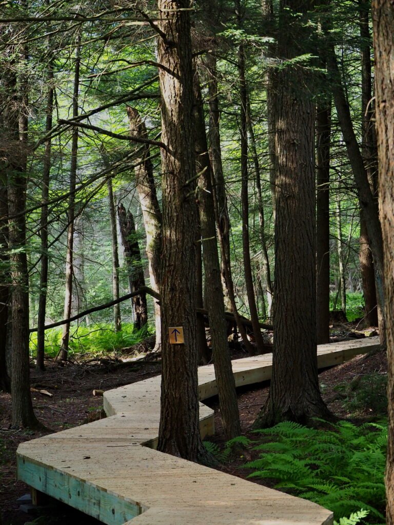 An elevated wooden boardwalk meanders through a dense forest of evergreen trees, with sunlight illuminating the space behind the trees. 