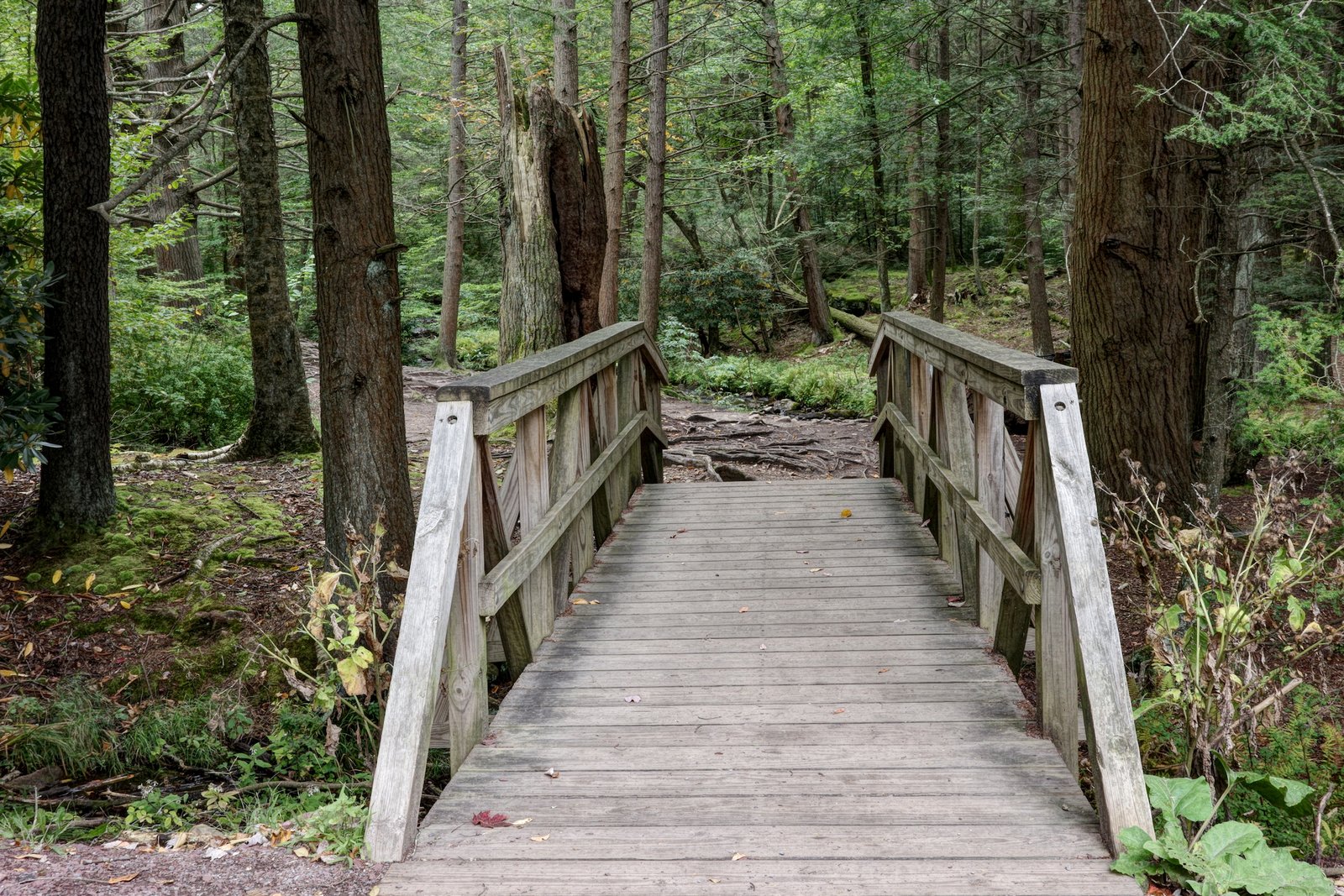 The Longevity of Leaves:  How Forest Bathing Extends Your Lifespan