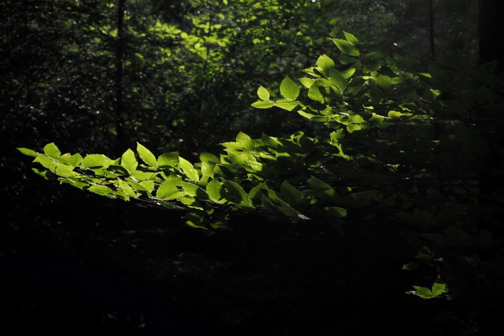 Sunlight illuminates a branch of bright green leaves in a dark and dense forest. 