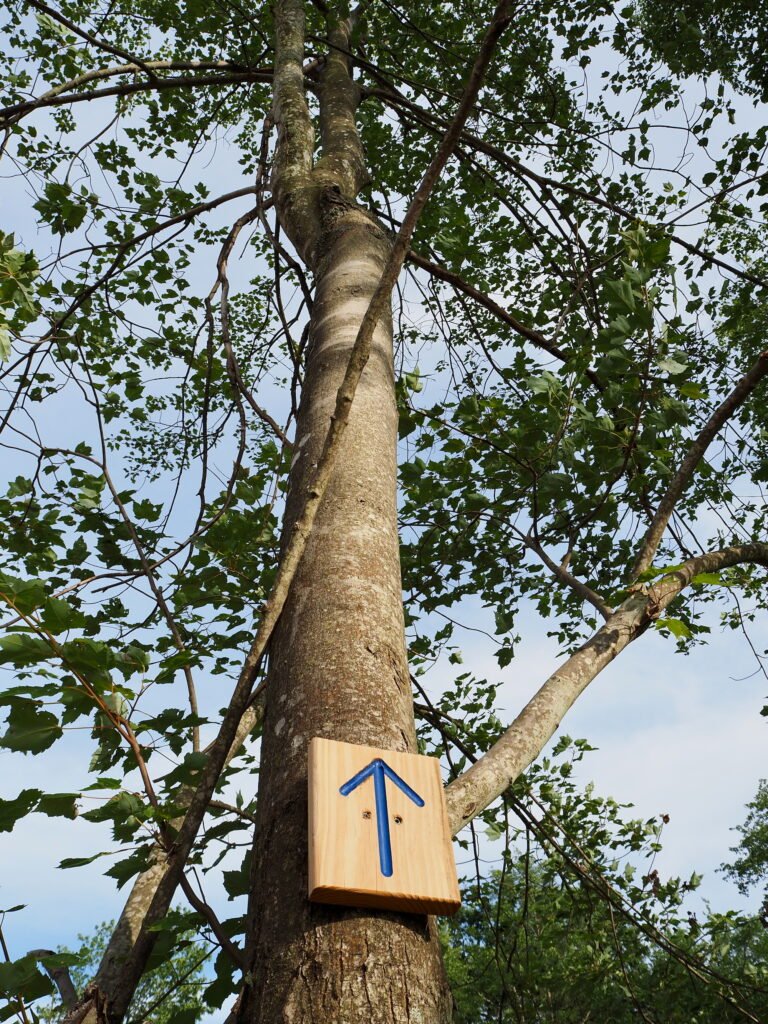 A tree trunk rises into blue sky, with a small block of wood embedded on the tree trunk with an arrow pointing toward the top of the tree and the blue sky behind.