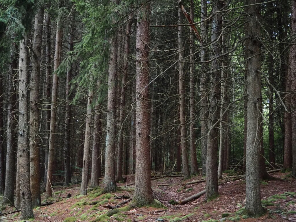 A thick stand of tall and skinny evergreen tree trunks in a dense forest.