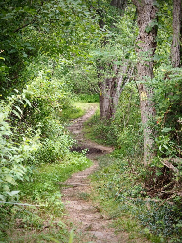 Forest bathing on a trail passing green  trees and brush in a dense forest.