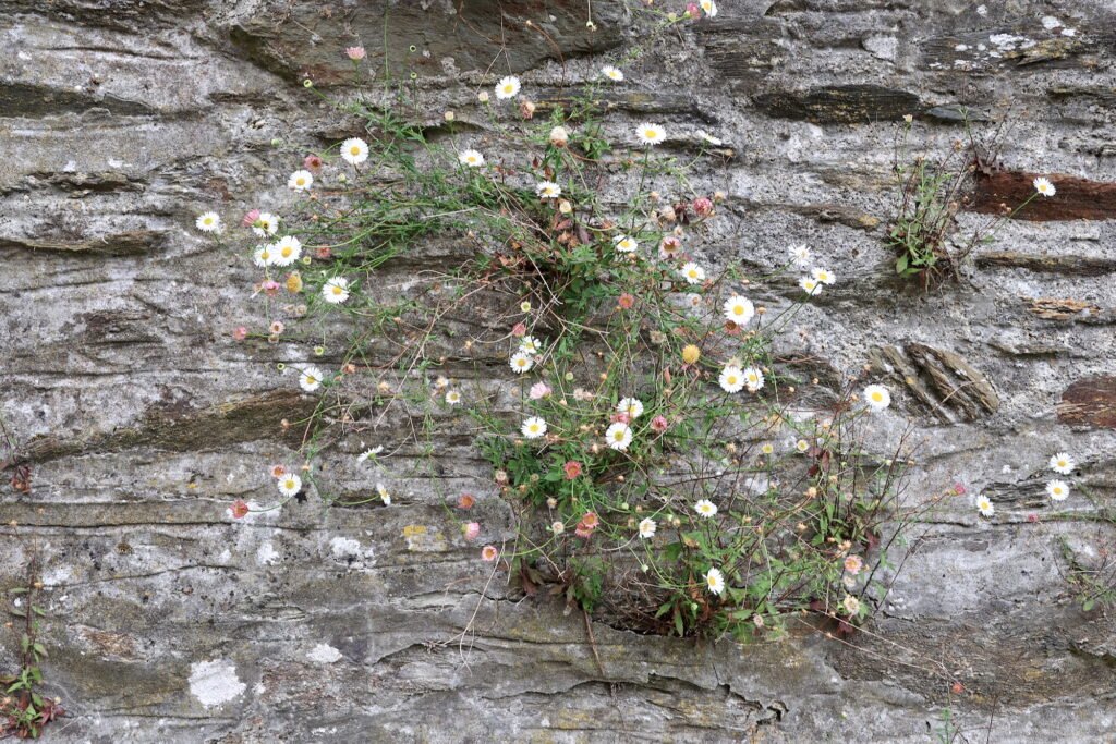 Small white, pink and yellow wildflowers growing out of a rough vertical rock wall.