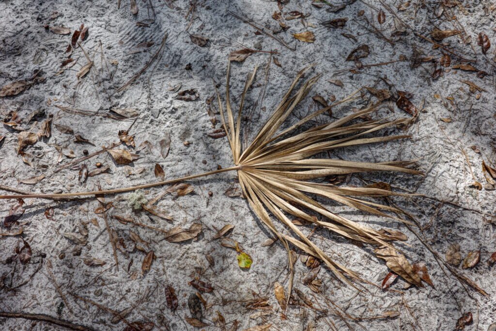 A dried brown palm branch and fronds along with small fallen and dried brown leaves on a sandy subtropical forest floor.