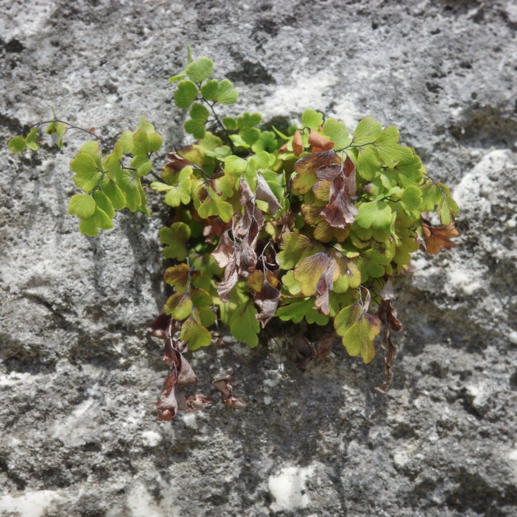 A green coastal plant growing out of a rough vertical coral rock face.