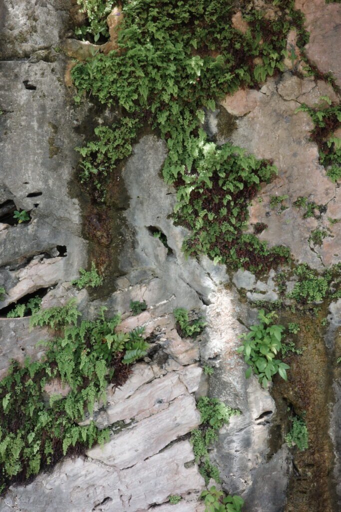 A haphazard pattern of green plants and weeds grow out of fissures in an uneven vertical rock wall.