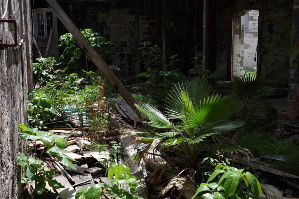 A dark and shadowy dilapidated interior of a building in Bermuda with bushes and palm plants growing out of the broken and randomly stacked lumbar boards that obscure the floor. A prime example of reclaimed by nature photography.