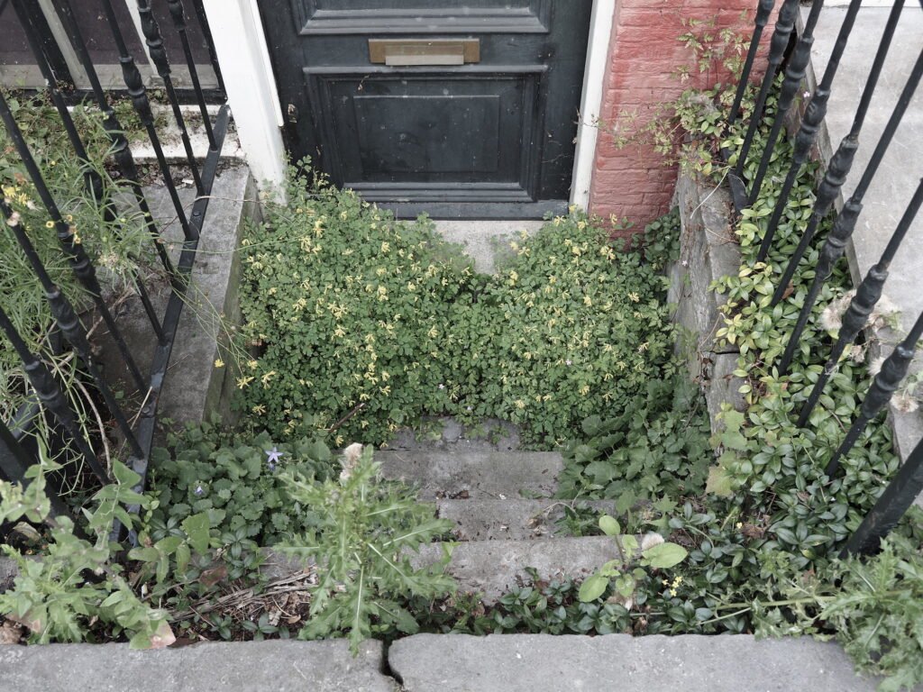 Reclaimed by nature photography. An urban stairwell leading down to an apartment door is overgrown with a variety of weeds, creating an impassable barrier to the door. The space is being reclaimed by nature.