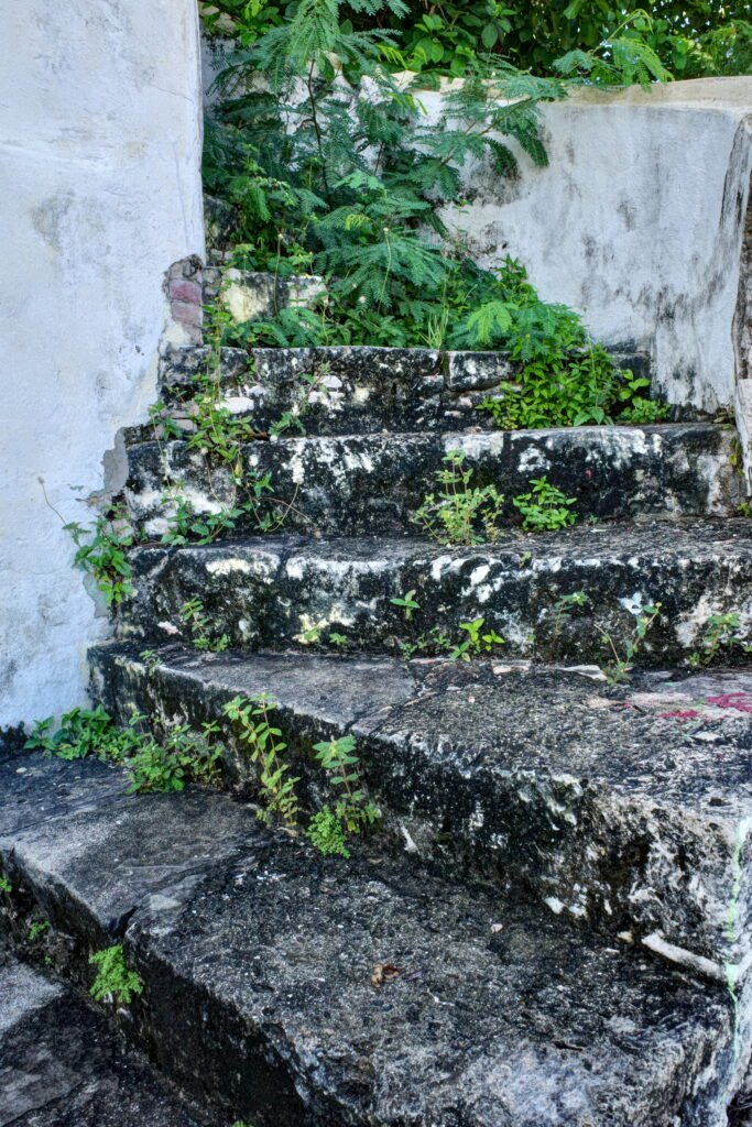 A variety of weeds grow out of cracks in weathered outdoor winding white and black steps . The steps are mostly covered with a black mold.