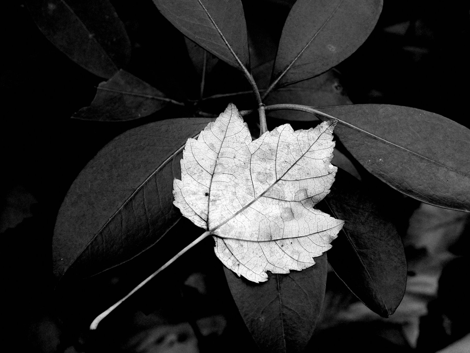 The Power of Less: Embracing Mindful Minimalism in Photography
