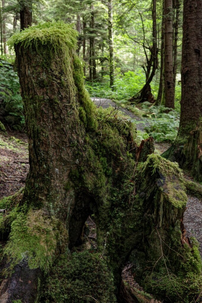 A green moss-covered jagged tree stump growing in a lush rainforest with dense forest in the background.
